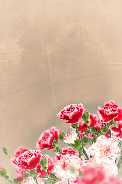 Vintage postcard with fresh flowers carnations  and empty  place - Zdjęcie, obraz