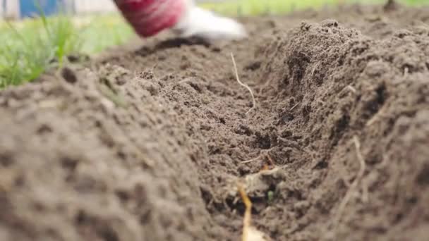 植えられた冬のタマネギで溝を掘る - 映像、動画