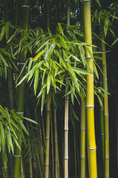 Hintergrund Textur von Bambusstämmen und -blättern im Bambuswald - Foto, Bild