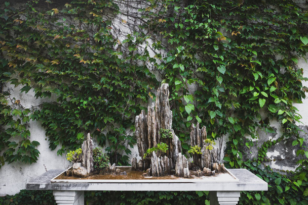 Plante bonsaï dans le jardin de la région pittoresque du jardin persistant à Suzhou, Jiangsu, Chine - Photo, image