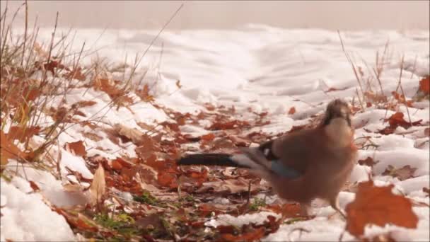2羽のヨーロッパの歌鳥ユーラシア・ジェイ、地上をジャンプし、エストニアでの秋の最初の雪の後にオークのアコーンを選ぶGarulus glandarius. - 映像、動画