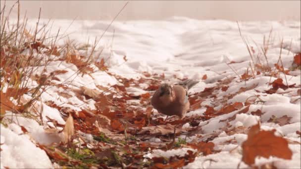 Dos pájaros cantores europeos arrendajo euroasiático, Garrulus glandarius saltando al suelo y recogiendo bellotas de roble después de la primera nieve en otoño en Estonia. - Metraje, vídeo