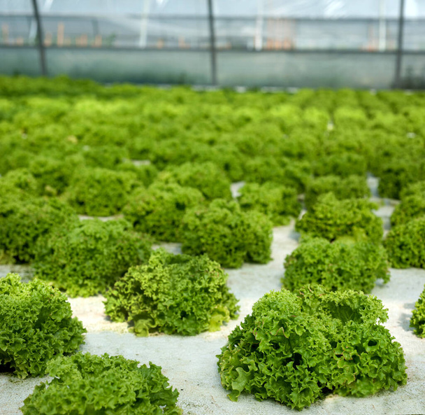 Reihen von Salatbüschen in einem Gewächshaus, Industrie von Salatpflanzen - Foto, Bild