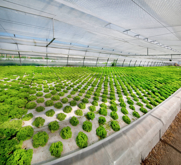 Rzędy krzewów sałaty w szklarni, przemysł roślin hydroponicznych sałaty - Zdjęcie, obraz