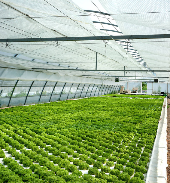 Ensalada. Vegetales verdes creciendo en un invernadero. Alimentos limpios y saludables - Foto, Imagen