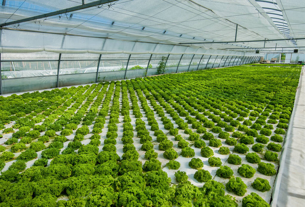 Salad plant Butterhead lettuce, vegetable hydroponics in big greenhouse. - Φωτογραφία, εικόνα