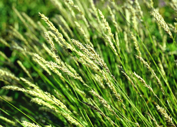 Wiesengrünes Graskraut wiegt sich im Wind vor grünem Hintergrund - Foto, Bild