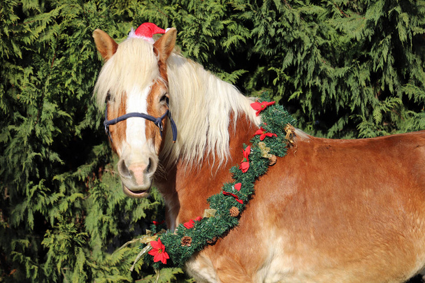 Drôle de portrait d'un cheval de selle portant santa claus chapeau sur fond de pin vert naturel hivernal - Photo, image