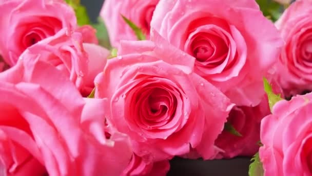 Rosas. Fondo floral. Rosas rosadas - Metraje, vídeo