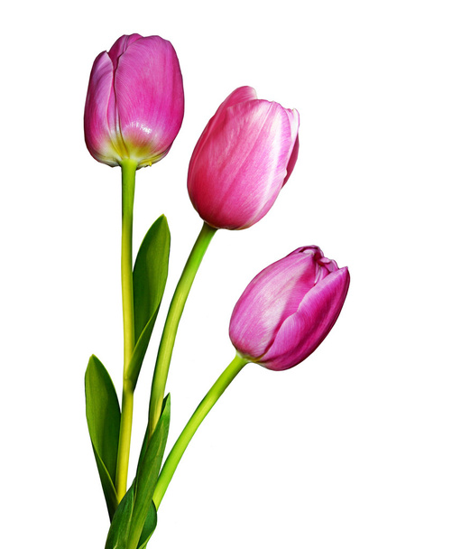 Blumen, Tulpen - Foto, Bild