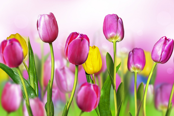 Flores tulipas
 - Foto, Imagem