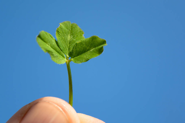 clover leaf in hand against blue sky - Foto, imagen