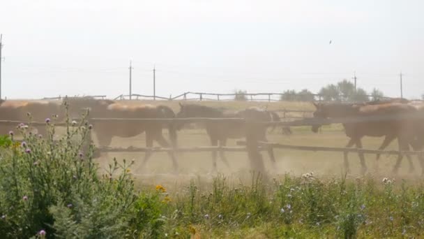 Grote kudde paarden in een paddock in het stof in de zomer op een wandeling op een stoeterij of boerderij - Video