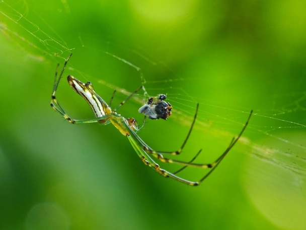 La dieta de una araña depende de su tipo. A las arañas creadoras de sitios web les gusta alimentarse de insectos como moscas, polillas, mosquitos, etc. Las arañas cazadoras son una variedad más voraz de arañas. Se camuflan y atacan a sus presas. - Foto, Imagen
