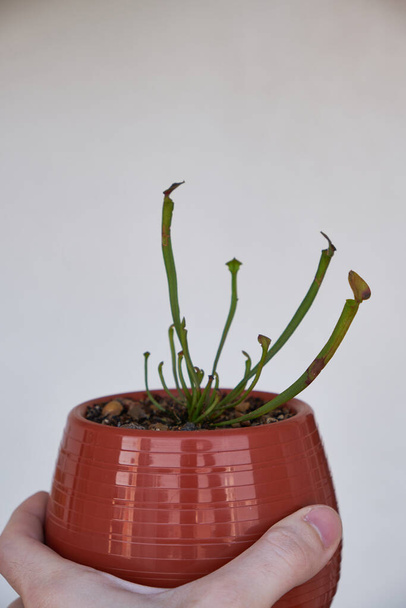 una planta de sarracenia carnívora en una maceta que se riega sola con una mano - Foto, Imagen