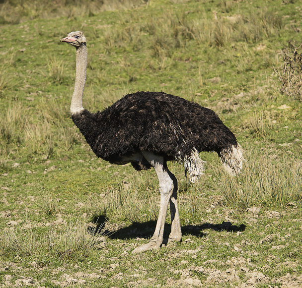 struisvogel - Foto, afbeelding