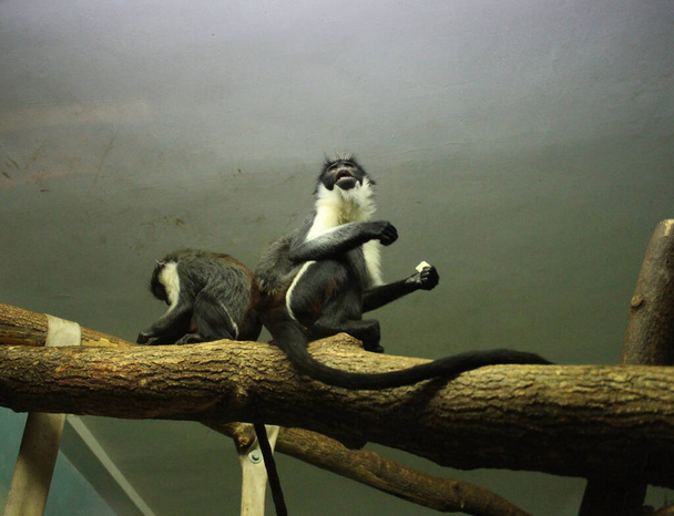 Affenschimpanse sitzt auf einem Asttier im Gehege - Foto, Bild