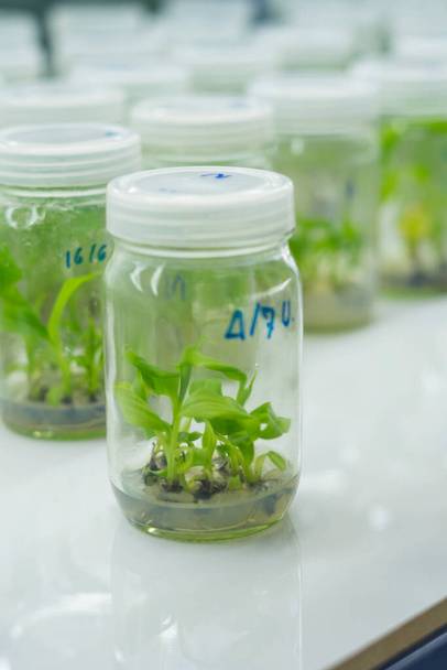 Onderzoekers onderzoeken waterplanten in een weefselkweekkamer. Plantenweefselcultuur is een techniek die wordt gebruikt om onder steriele omstandigheden plantencellen te kweken. - Foto, afbeelding