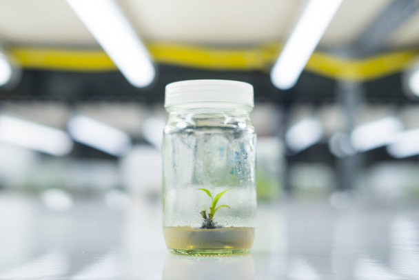 研究者たちは組織培養室で水生植物を調べている。市場で販売されるために。植物組織培養は滅菌状態下で植物細胞を成長させるために使用される技術です。 - 写真・画像
