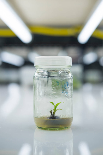 Ερευνητές εξετάζουν υδρόβια φυτά σε αίθουσα καλλιέργειας ιστών. Πωλείται στην αγορά.Η καλλιέργεια φυτικών ιστών είναι μια τεχνική που χρησιμοποιείται για την ανάπτυξη φυτικών κυττάρων κάτω από στείρες συνθήκες. - Φωτογραφία, εικόνα