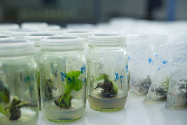 Os pesquisadores estão examinando plantas aquáticas em uma sala de cultura de tecidos. Para ser vendido no mercado.A cultura de tecidos vegetais é uma técnica usada para cultivar células vegetais em condições estéreis. - Foto, Imagem