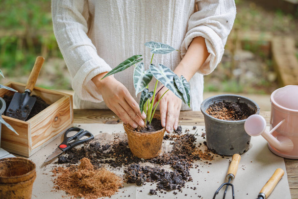 Γυναίκα χέρια μεταφύτευση φυτών σε νέα γλάστρα Εσωτερική στον κήπο, χόμπι και αναψυχή, κηπουρική στο σπίτι, Καλλιέργεια και φροντίδα για φυτά σε γλάστρες εσωτερικού χώρου. Η αναφύτευση του φυτού στην κατσαρόλα. - Φωτογραφία, εικόνα