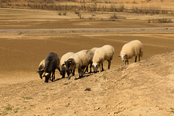 Rebaño de ovejas en un ambiente árido. Desierto. Calentamiento global - Foto, Imagen