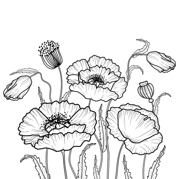 drawing flowers. poppy flower clip-art or illustration. - Vecteur, image