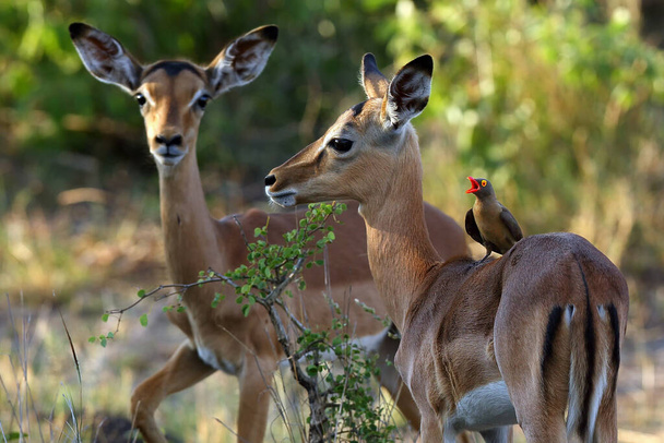 A vörös számlájú oxpecker (Buphagus erythrorhynchus) a impalas vissza nyitott csőrrel - Fotó, kép