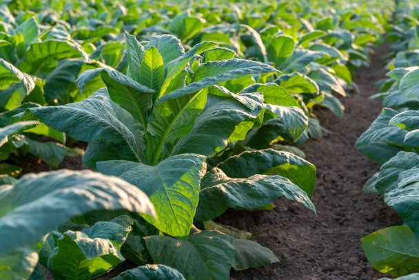 Close up of Tobacco tree, Young green tobacco plant in field. - Photo, Image