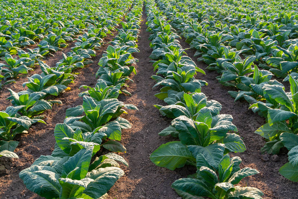 Vista de la granja de tabaco, Planta de tabaco verde joven en el campo. - Foto, imagen