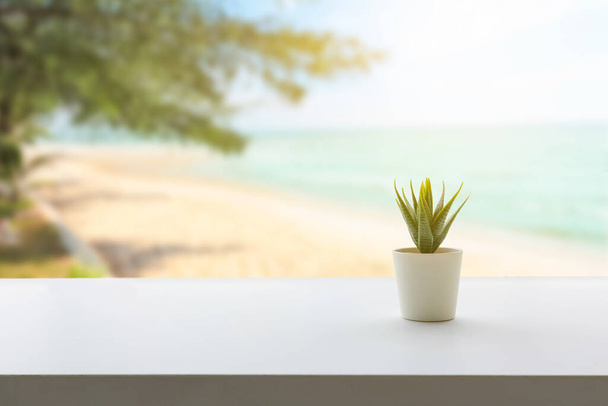 Takaisin näkymä valkoinen työpöytä koristeellinen kasvi, Sumea merinäköala tausta. - Valokuva, kuva