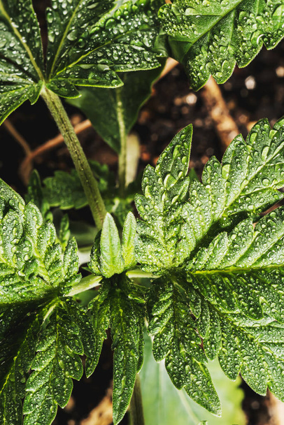 cannabis médical végétatif plante de marijuana avec feuilles. contient du THC CBD. fond de gazon. orientation verticale - Photo, image