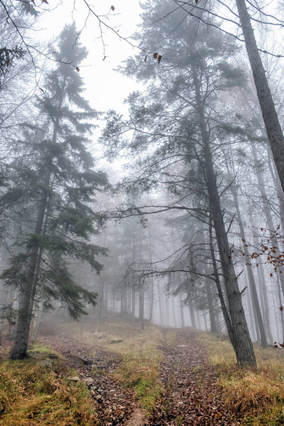 Осенняя сцена в туманном лесу, Маленькая Фатра, Словацкая республика. Красота в природе. - Фото, изображение