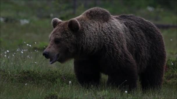 Большой бурый медведь, Урсус Арктос, разнюхивающий тайгу в лесах Северной Финляндии. - Кадры, видео