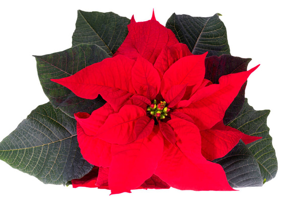 Poinsettia 'nın güzel kırmızı çiçeği ayrıca Christmas Star olarak da bilinir, beyaz arka planda izole edilmiş, yakın plan. - Fotoğraf, Görsel