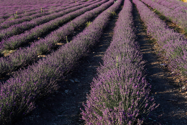 champ de fleurs de lavande pourpre parfumées avant la récolte - Photo, image