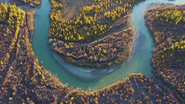 Keltalehtikuusi ja Chuya-joki Meander syksyllä. Antenninäköala. Altai, Venäjä - Materiaali, video