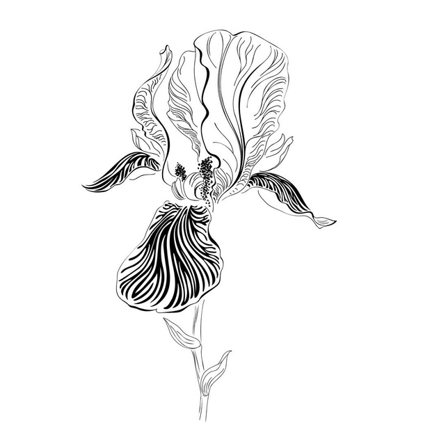 Iris bloem. Zwart-wit afbeeldingen - Vector, afbeelding
