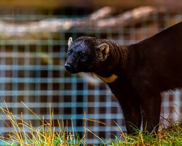 South American Tayra weasel in a cage ready to be sold on. . High quality photo - Photo, Image