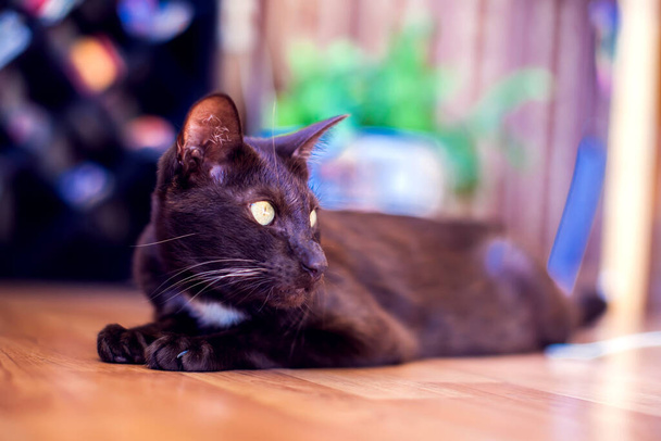 Ασιατική γάτα shorthair κάθεται και παρακολουθεί, γκρι ζώο, οικιακή γατούλα - Φωτογραφία, εικόνα