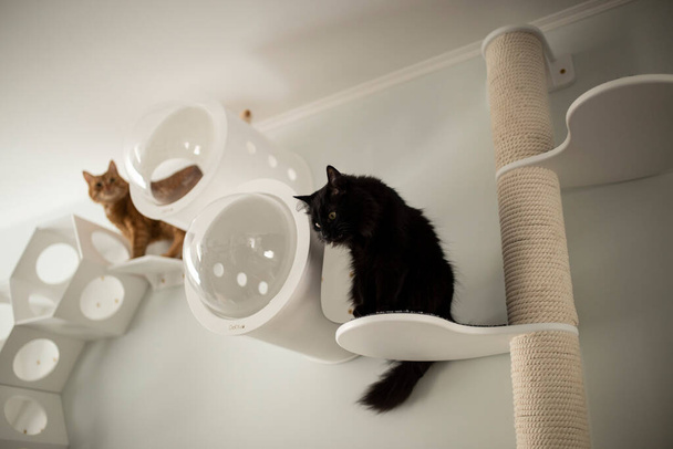Home Furniture for cat - Foto, Bild