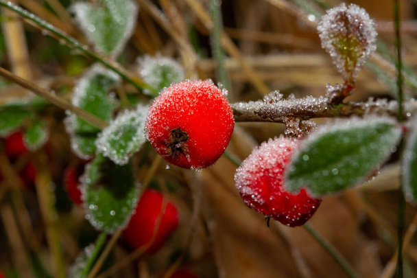Красные ягоды ягоды илекса аквифолия, покрытые инеем,  - Фото, изображение