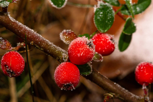 Bacche di agrifoglio rosso Ilex aquifolium ricoperte di gelo hoar,  - Foto, immagini