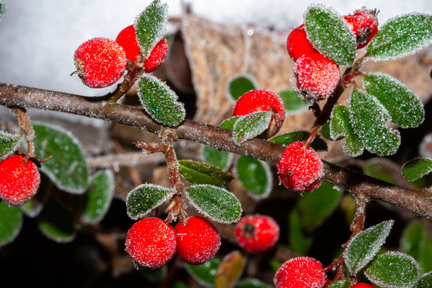 Red holly berries Ilex aquifolium covered with hoar frost,  - 写真・画像
