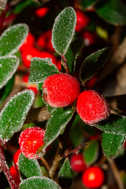 Красные ягоды ягоды илекса аквифолия, покрытые инеем,  - Фото, изображение