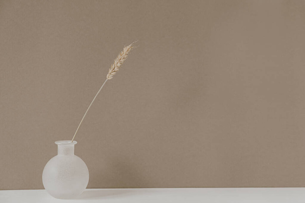 Rye or wheat ear stalk in vase standing on white table against neutral pastel beige wall background. Minimal, styled concept for bloggers. Parisian vibes. - Fotoğraf, Görsel