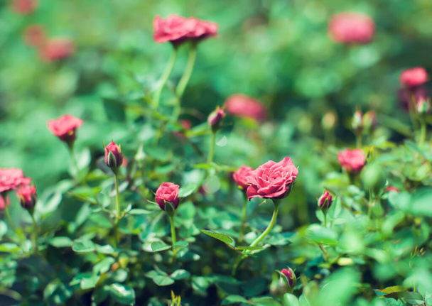 Piros kaszkád miniatűr rózsa tenyésztett Közel a vörös mini rózsák - Fotó, kép