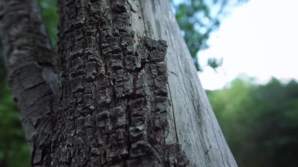 Antiguo tronco de árbol marchito - Metraje, vídeo