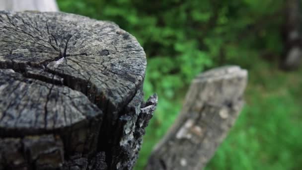Velho tronco de árvore seca - Filmagem, Vídeo